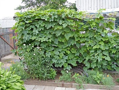 Вертикална градинарство крайградски район със собствените си ръце - със снимки, овощна градина и в градината