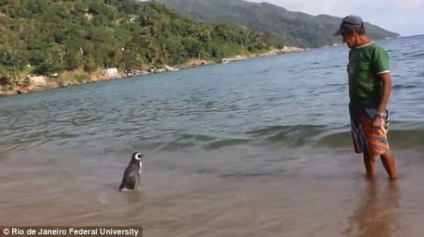 Videók, mint egy pingvin lett az ember legjobb barátai