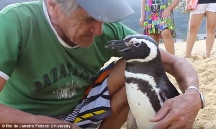 Videók, mint egy pingvin lett az ember legjobb barátai