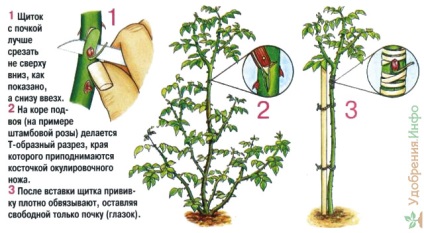 Cultivarea trandafirilor