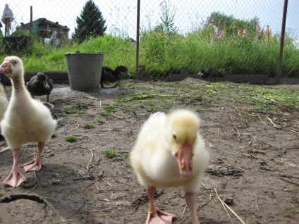 Cresterea goslings