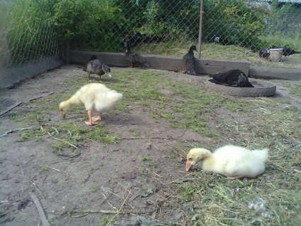 Cresterea goslings