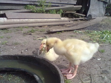 Cresterea goslings