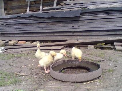 Cresterea goslings