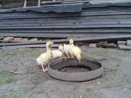 Cresterea goslings