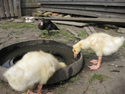 Cresterea goslings