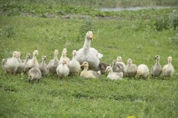 Cresterea goslings