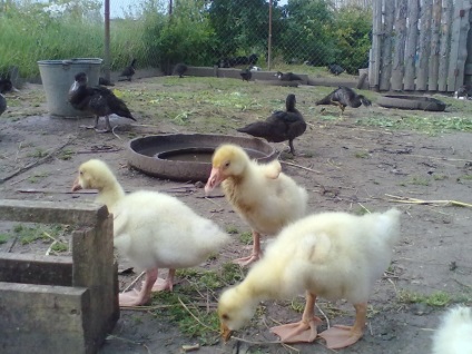 Cresterea goslings