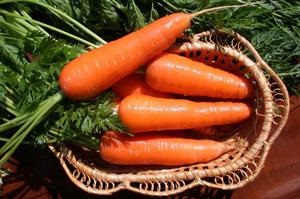 Cultivarea morcovilor în pregătirea semințelor și a solului, îngrijirea plantelor, selecția soiurilor