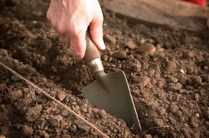 Cultivarea morcovilor în pregătirea semințelor și a solului, îngrijirea plantelor, selecția soiurilor