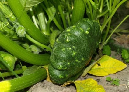 Növekvő squash titkait a gazdag termés