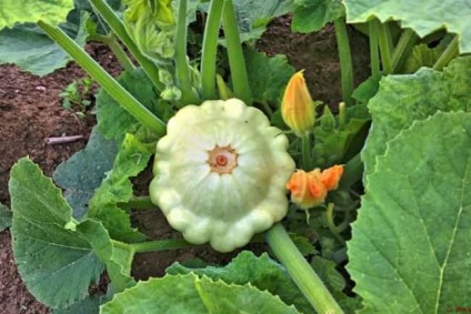 Növekvő squash titkait a gazdag termés