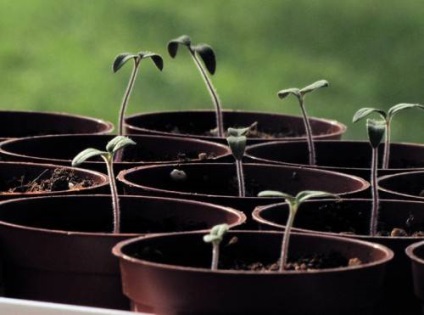 A növények termesztése az alapvető szabályok, miként növekszik az egészséges és erős palánták - az életem