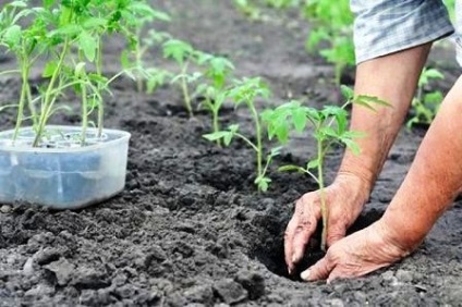Cultivarea tomatelor în sol deschis
