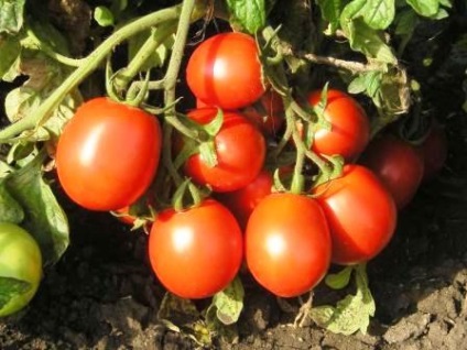 Cultivarea tomatelor în sol deschis