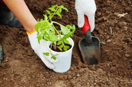 Cultivarea tomatelor în sol deschis