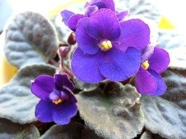 Cultivarea violetelor violete si grija pentru ele - magia plantelor