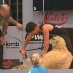 În arta taierii oilor concurează în Noua Zeelandă - canalul ntd