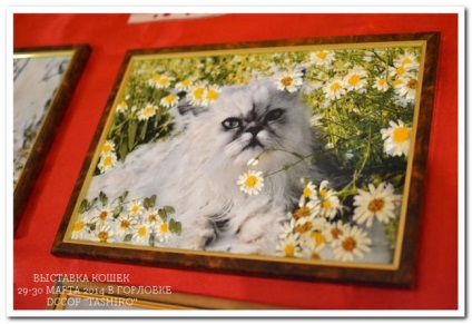 Crafts kiállítások macskák - fajtájú macskák - macskák -Catalogue