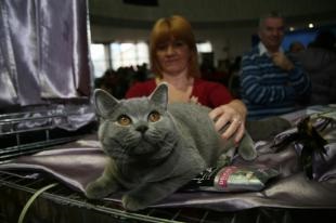 Vi-VIII International Exhibition of fajtiszta macskáknál