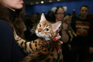 Vi-viii expoziție internațională de pisici de rasă pură