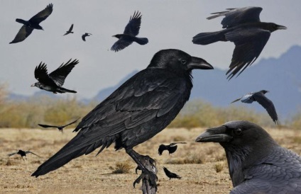 Ravens știe când sunt înșelați și amintiți-vă încă o lună