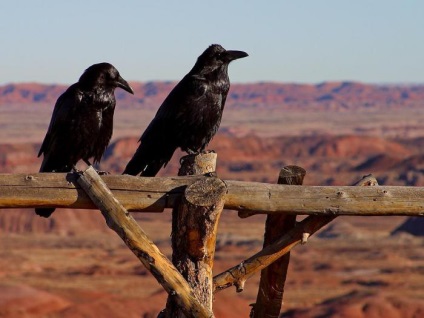 Ravens știe când sunt înșelați și amintiți-vă încă o lună