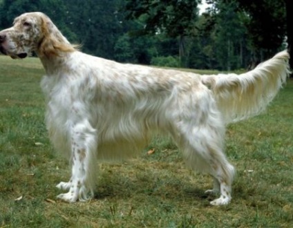 Totul despre rasa English Setter