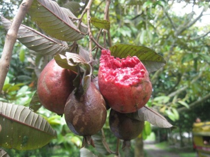 Mind-mind-mind guava