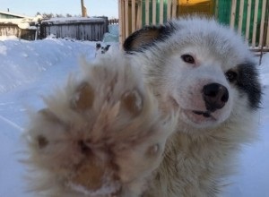 În Yakutia, un câine de 8 luni a salvat o femeie din câini înfuriați