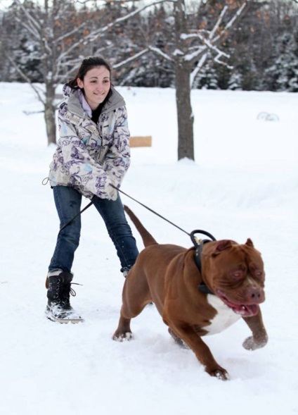 Hulk, a legnagyobb pitbull a világon, súlya körülbelül 79 kg, és még tovább növekszik