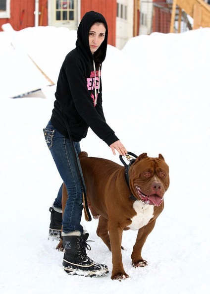 Hulk, a legnagyobb pitbull a világon, súlya körülbelül 79 kg, és még tovább növekszik