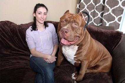 Hulk, a legnagyobb pitbull a világon, súlya körülbelül 79 kg, és még tovább növekszik
