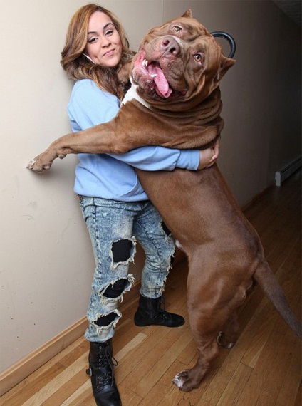 Hulk, a legnagyobb pitbull a világon, súlya körülbelül 79 kg, és még tovább növekszik