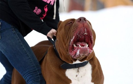 Hulk, a legnagyobb pitbull a világon, súlya körülbelül 79 kg, és még tovább növekszik