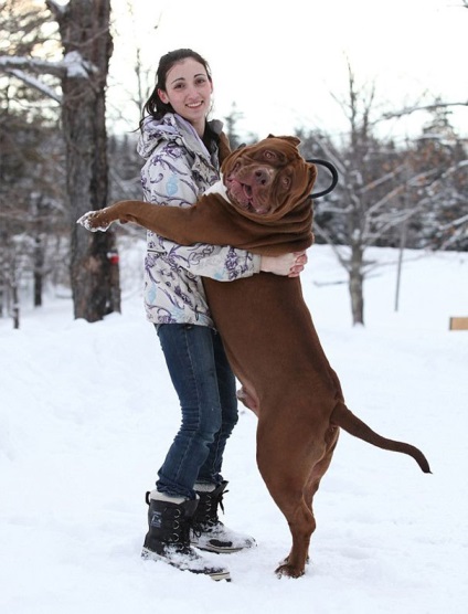 Hulk, a legnagyobb pitbull a világon, súlya körülbelül 79 kg, és még tovább növekszik