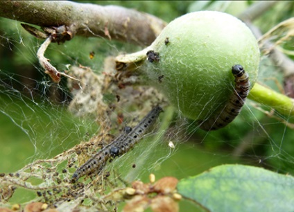 Yablona ermine molie