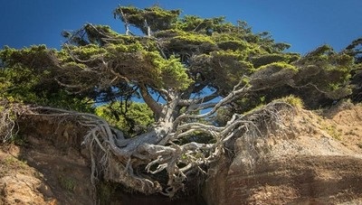 Cutia lui Pandora - 10 copaci viabili care refuză să moară