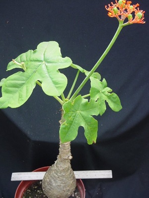 Jatropha - subtilități de cultivare și reproducere, greenhome