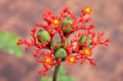 Jatropha - subtilități de cultivare și reproducere, greenhome