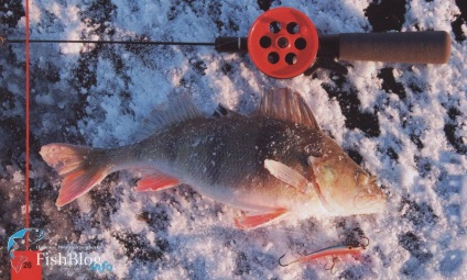Pentru bibanul din Volga - ziarul online despre pescuit