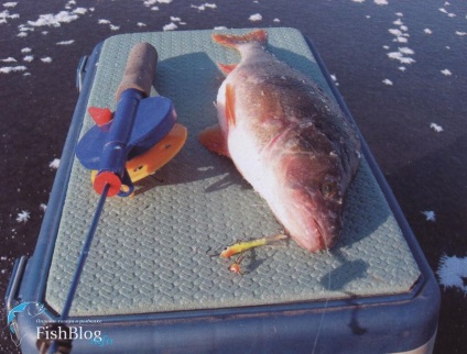 Pentru bibanul din Volga - ziarul online despre pescuit