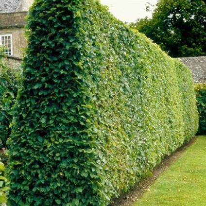 Hedge gard viu