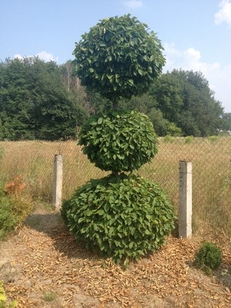 Hedges és műkertészeti gyertyán