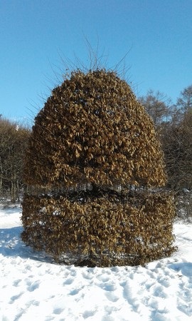 Gardurile vii și topiarul carpenului