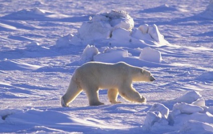 Animale și plante din Eurasia care trăiesc pe vastul continent