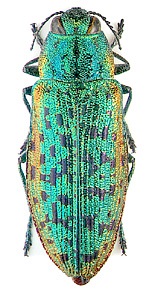 Giant buprestidae