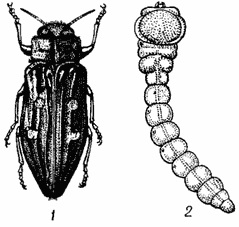 Златки (buprestidae), комахи