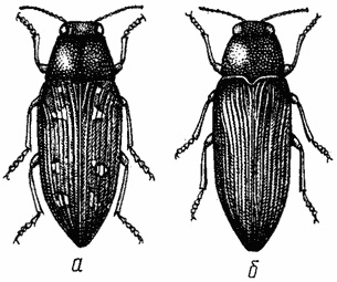 Buprestidae, insecte