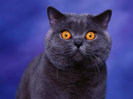 28 Întrebări și răspunsuri despre pisici - factum